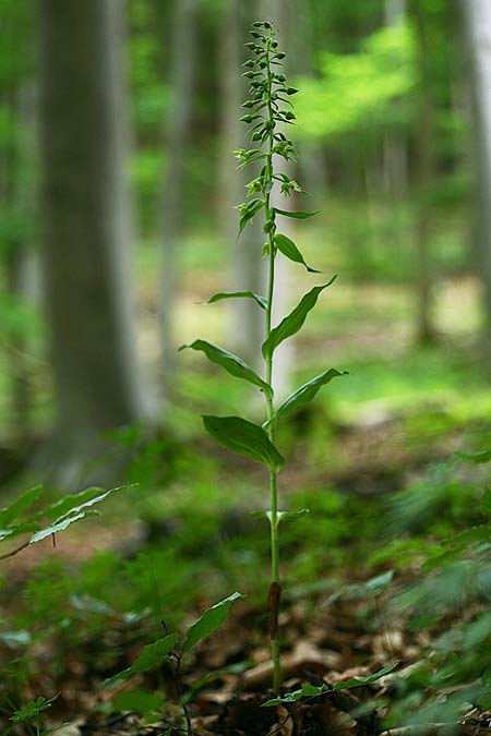 Epipactis leptochila var. altensteiniana / Altenstein Helleborine, D  Rhön 17.7.2016 (Photo: Helmut Presser)