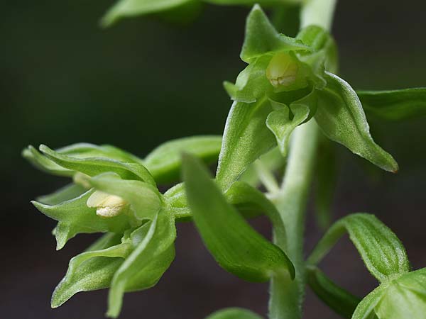 Epipactis leptochila var. altensteiniana / Altenstein Helleborine, D  Rhön 17.7.2016 (Photo: Helmut Presser)