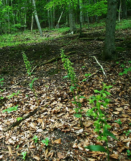 Epipactis leptochila var. altensteiniana / Altenstein Helleborine, D  Rhön 17.7.2016 (Photo: Helmut Presser)