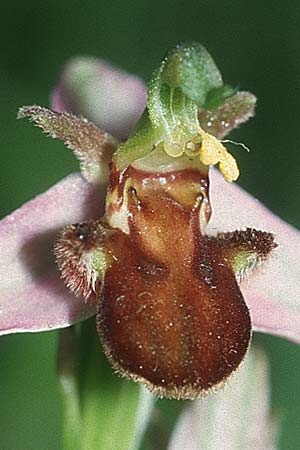 Ophrys apifera var. atrofusca \ Braune Bienen-Ragwurz, D  Pforzheim 20.6.2004 