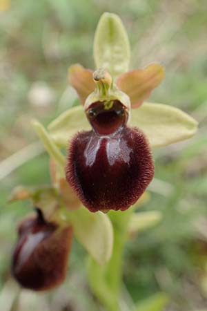 Ophrys araneola x sphegodes, D   Bad Ditzenbach 3.5.2019 