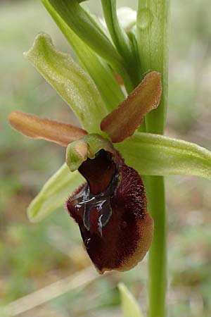 Ophrys araneola x sphegodes, D   Bad Ditzenbach 3.5.2019 