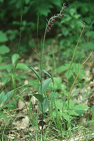Epipactis atrorubens, Dark-red Helleborine