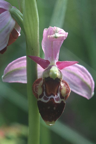 Ophrys apifera var. badensis x holoserica, D   Saarland Altheim 20.5.2000 