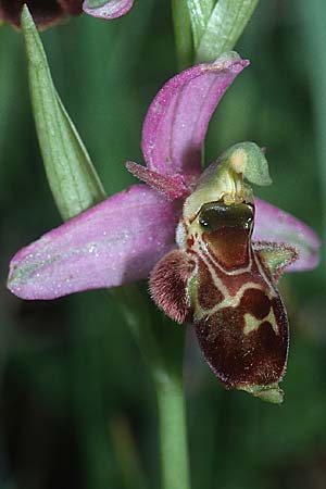 Ophrys apifera var. badensis x holoserica, D   Saarland Badstube 27.5.2000 