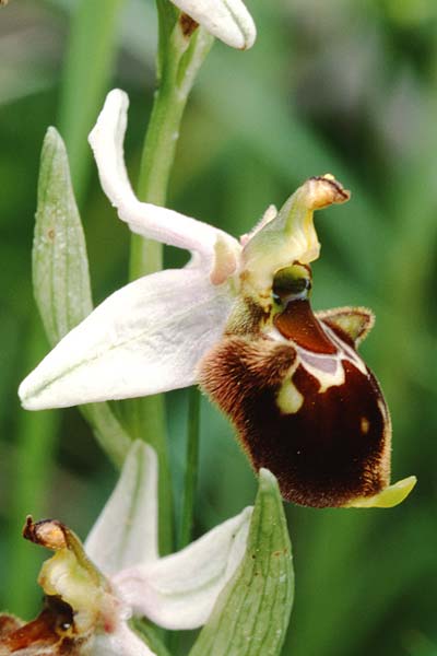Ophrys apifera x holoserica, D   Saarland Gersheim 31.5.1998 