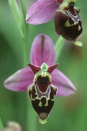 Ophrys apifera var. badensis x holoserica, D   Saarland Badstube 4.6.2005 