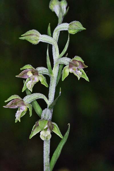 Epipactis atrorubens x microphylla, D   Sachsen-Anhalt, Hettstedt 24.6.2021 (Photo: Roland Nagel)