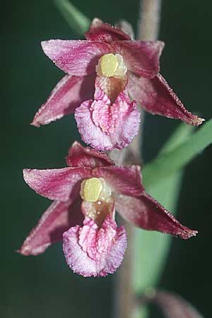 Epipactis atrorubens x palustris, D   Pupplinger Au 29.7.2004 