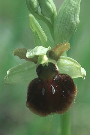 Ophrys araneola x sphegodes, D   Bad Ditzenbach 10.5.2005 