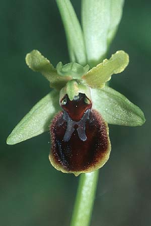 Ophrys araneola x sphegodes, D   Bad Ditzenbach 10.5.2005 