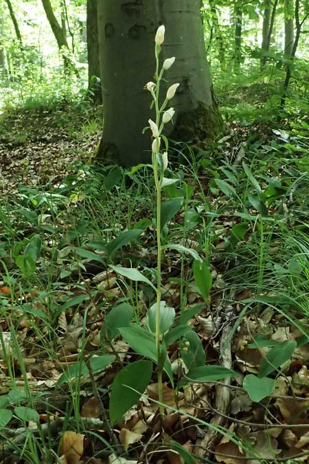 Cephalanthera damasonium \ Bleiches Waldvögelein, Weißer Waldvogel / Large White Helleborine, D  Eiersheim 31.5.2025 