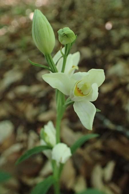 Cephalanthera damasonium \ Bleiches Waldvögelein, Weißer Waldvogel / Large White Helleborine, D  Eiersheim 31.5.2025 