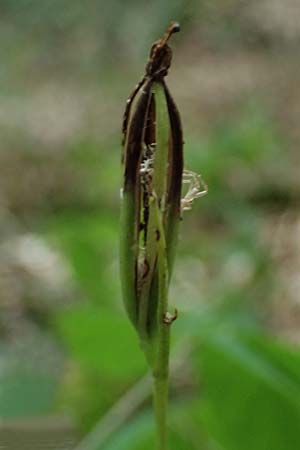 Cephalanthera longifolia / Sword-Leaved Helleborine, D  Neustadt an der Weinstra&szlig;e 20.9.2026 