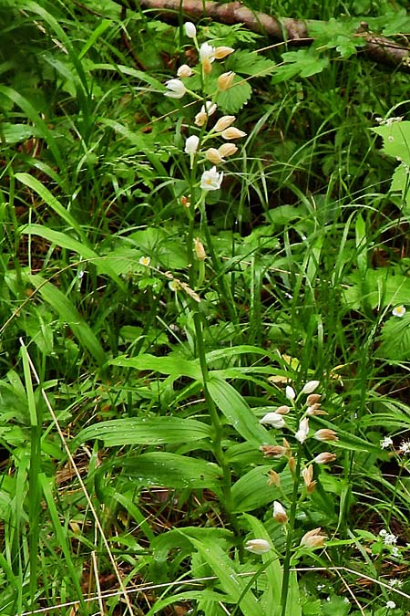Cephalanthera damasonium x longifolia, D   Nebra 26.5.2025 (Photo: Roland Nagel)