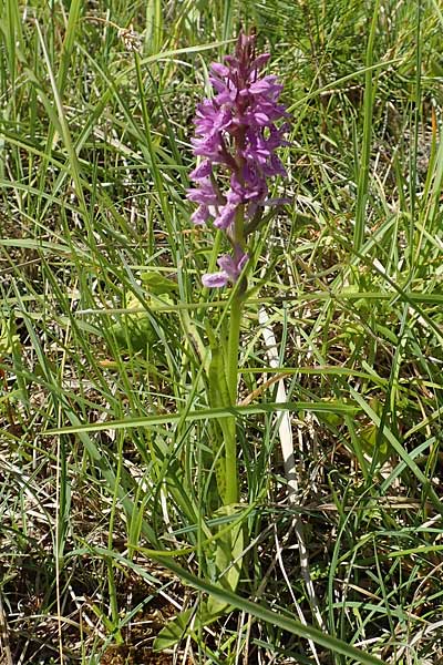 Dactylorhiza fuchsii x incarnata, D   Hagen 14.6.2019 