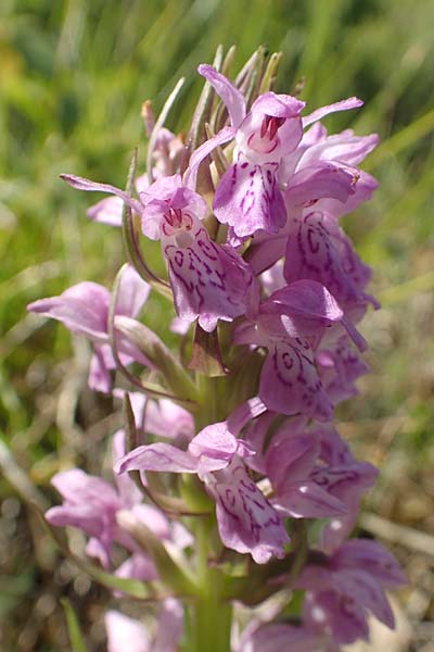Dactylorhiza fuchsii x incarnata, D   Hagen 14.6.2019 