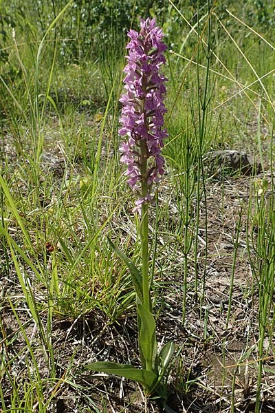 Dactylorhiza fuchsii x incarnata, D   Hagen 14.6.2019 
