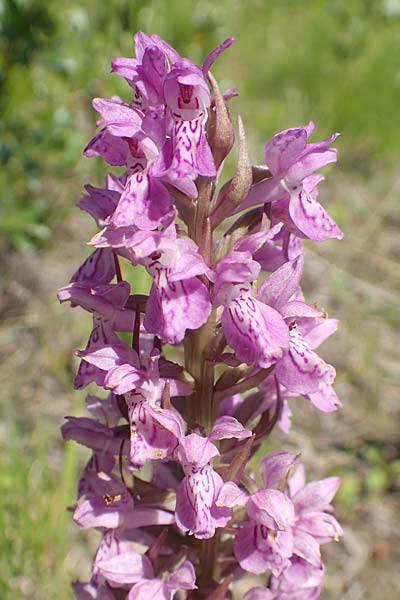 Dactylorhiza fuchsii x incarnata, D   Hagen 14.6.2019 