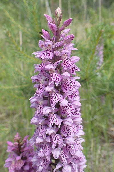 Dactylorhiza fuchsii x incarnata, D   Hagen 14.6.2019 