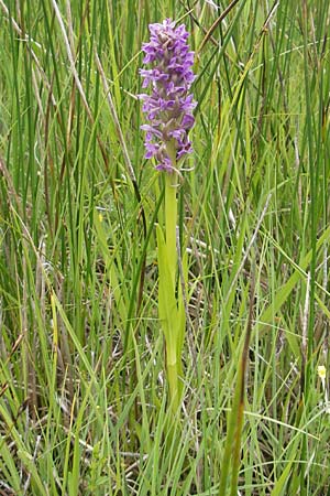Dactylorhiza incarnata \ Fleischfarbene Fingerwurz, Fleischfarbenes Knabenkraut / Early Marsh Orchid, D  Murnau 20.6.2011 