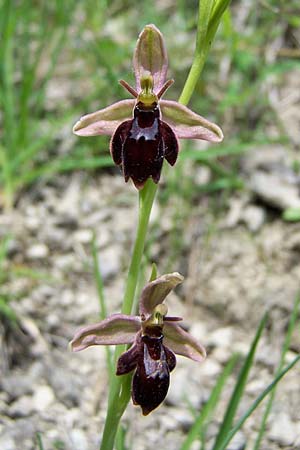 Ophrys apifera x insectifera, D   Jena 3.6.2004 (Photo: Holger Disse)