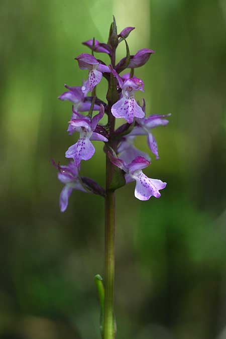 Dactylorhiza Hybrid-Population Berching, D  Berching-Pollanten 20.6.2015 (Photo: Helmut Presser)