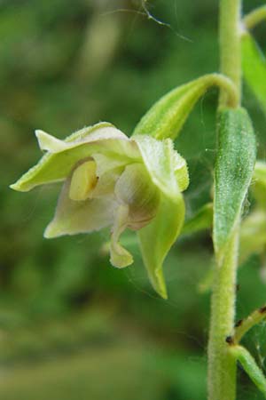 Epipactis helleborine s.l. / Broad-Leaved Helleborine, D  Karlsruhe 21.7.2015 
