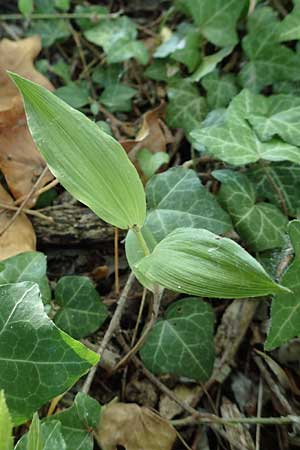 Epipactis helleborine s.l. / Broad-Leaved Helleborine (sterile plant), D  Karlsruhe 21.7.2015 