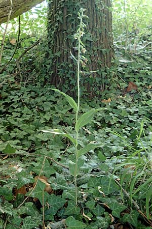 Epipactis helleborine s.l. / Broad-Leaved Helleborine, D  Karlsruhe 21.7.2015 