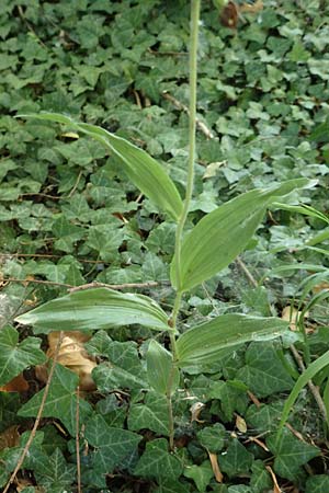 Epipactis helleborine s.l. / Broad-Leaved Helleborine, D  Karlsruhe 21.7.2015 