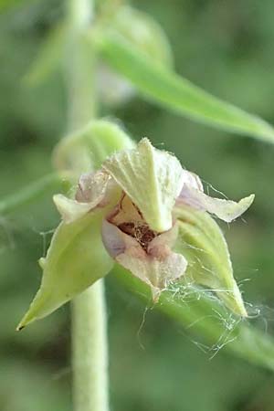 Epipactis helleborine s.l. / Broad-Leaved Helleborine, D  Karlsruhe 21.7.2015 