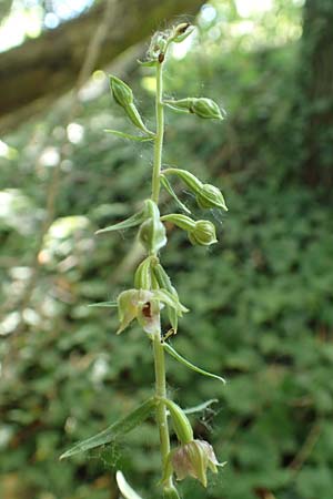Epipactis helleborine s.l. / Broad-Leaved Helleborine, D  Karlsruhe 21.7.2015 