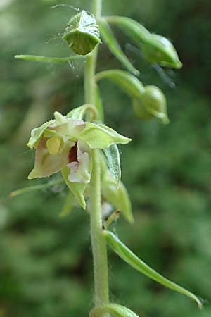 Epipactis helleborine s.l. / Broad-Leaved Helleborine, D  Karlsruhe 21.7.2015 