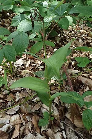 Epipactis helleborine s.l. / Broad-Leaved Helleborine ('leptophylla'), D  Schaidt 25.7.2025 