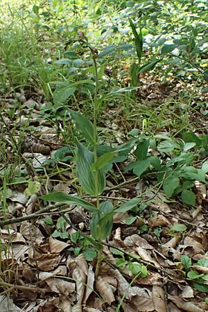 Epipactis helleborine s.l. / Broad-Leaved Helleborine ('leptophylla'), D  Schaidt 25.7.2025 