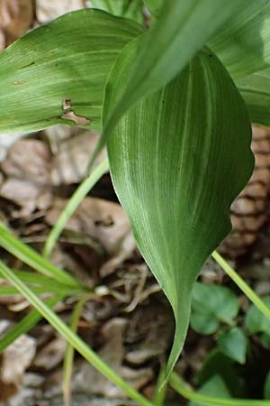 Epipactis helleborine s.l. / Broad-Leaved Helleborine ('leptophylla'), D  Schaidt 25.7.2025 