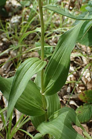 Epipactis helleborine s.l. / Broad-Leaved Helleborine ('leptophylla'), D  Schaidt 25.7.2025 