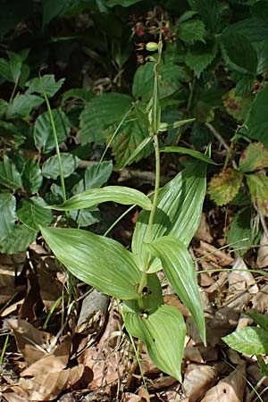 Epipactis helleborine s.l. / Broad-Leaved Helleborine ('leptophylla'), D  Schaidt 25.7.2025 