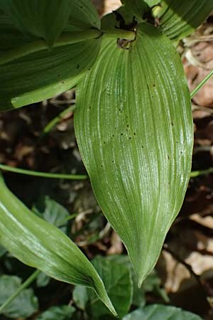 Epipactis helleborine s.l. / Broad-Leaved Helleborine ('leptophylla'), D  Schaidt 25.7.2025 