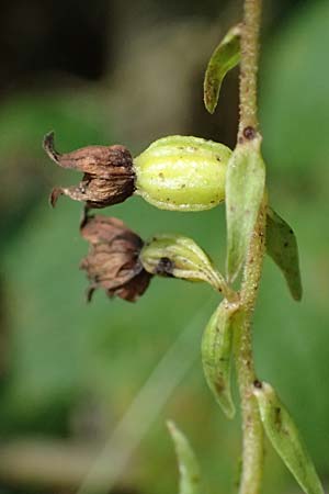 Epipactis helleborine s.l. / Broad-Leaved Helleborine ('leptophylla'), D  Schaidt 25.7.2025 