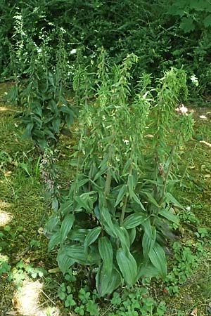 Epipactis helleborine / Broad-Leaved Helleborine (in a cemetery), D  Duisburg 19.6.2025 