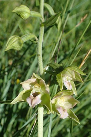 Epipactis muelleri \ Müllers Ständelwurz / Mueller's Helleborine, D  Hellengerst 8.7.2022 