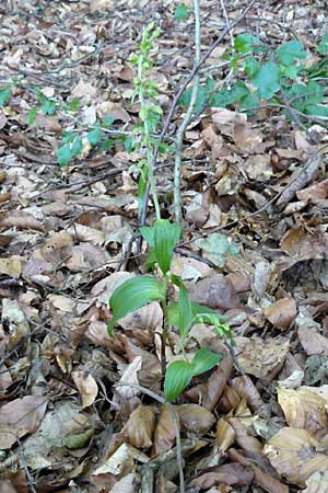 Epipactis neglecta subsp. neglecta \ Übersehene Ständelwurz / Neglected Helleborine, D  Nagold 3.7.2011 