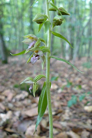 Epipactis neglecta subsp. neglecta \ Übersehene Ständelwurz / Neglected Helleborine, D  Nagold 3.7.2011 