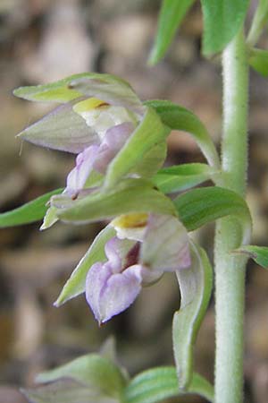 Epipactis neglecta subsp. neglecta \ Übersehene Ständelwurz / Neglected Helleborine, D  Nagold 3.7.2011 