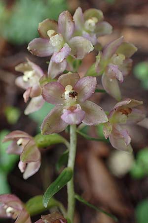 Epipactis helleborine s.l. / Broad-Leaved Helleborine, D  Seeheim an der Bergstraße 9.7.2021 