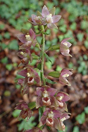 Epipactis helleborine s.l. / Broad-Leaved Helleborine, D  Seeheim an der Bergstraße 9.7.2021 