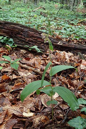 Epipactis helleborine s.l. / Broad-Leaved Helleborine, D  Seeheim an der Bergstraße 9.7.2021 