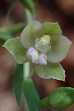 Epipactis helleborine s.l. / Broad-Leaved Helleborine, D  Seeheim an der Bergstraße 9.7.2021 